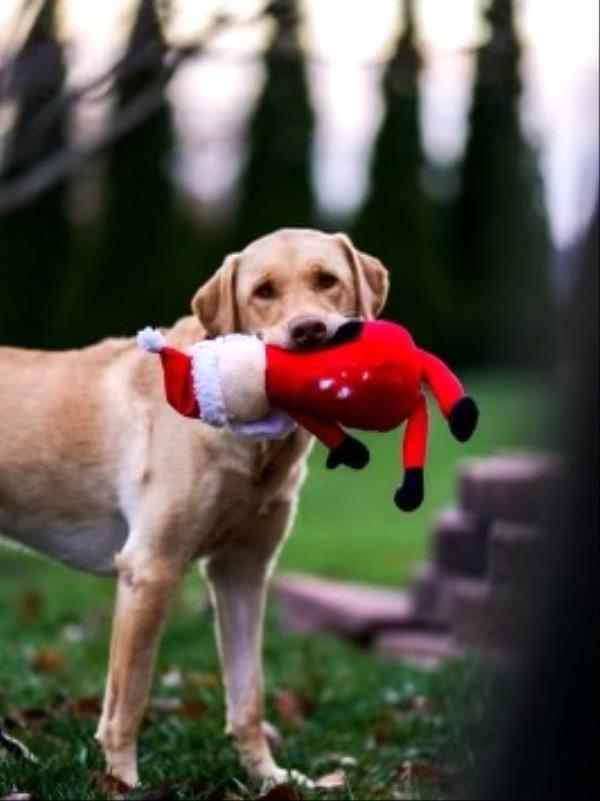 /Images/uploads/Warrick Parks Foundation/pippero-pup-park/entries/26663thumb.jpg